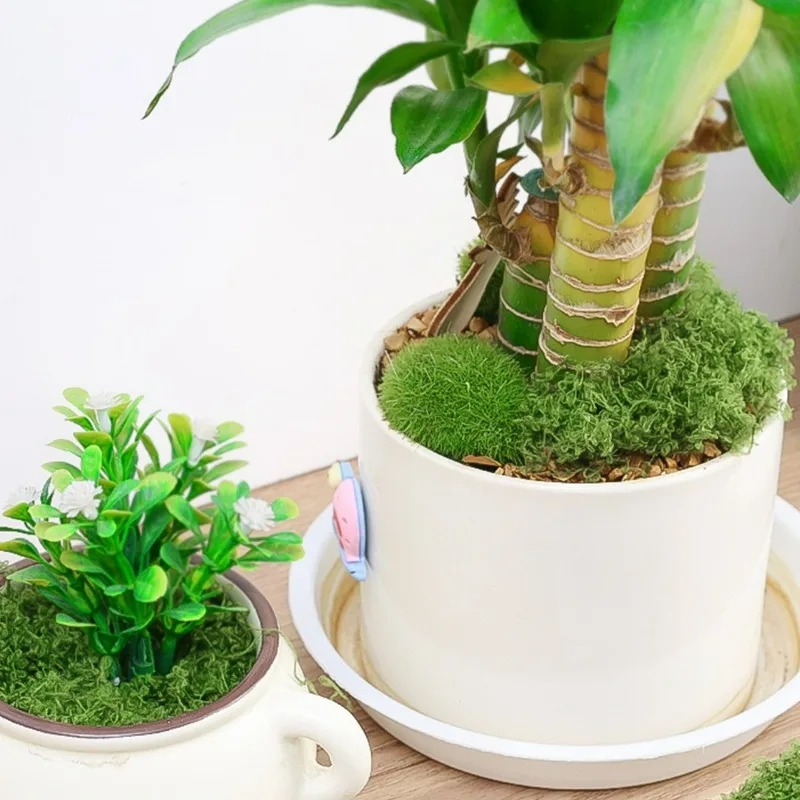 Musgo Artificial Realista de 3 - Preserved Moss Sheet reseña y precio