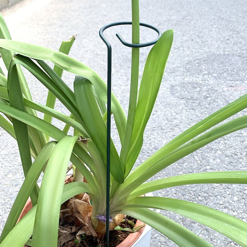 Soporte de arbustos para plant - Florist Supply Bulk reseña y precio